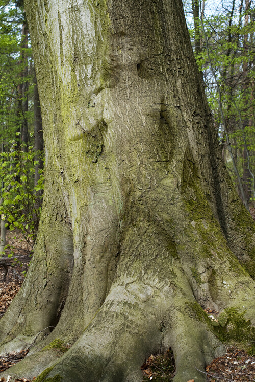 Siggi4b