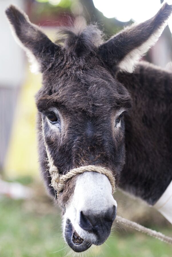 Tiere